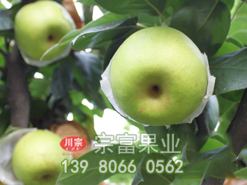 翠冠梨 翠冠梨