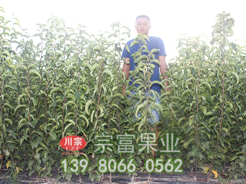 绿宝石梨苗