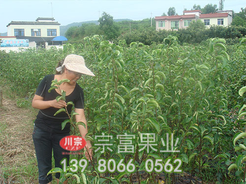 丰水梨苗