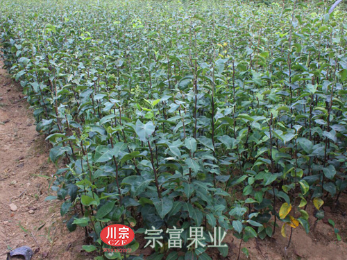 翠玉梨苗