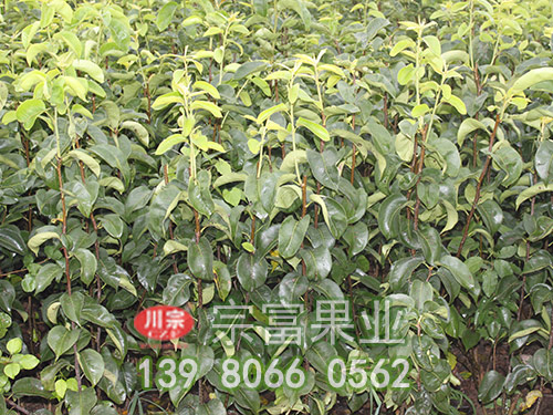 梨树苗