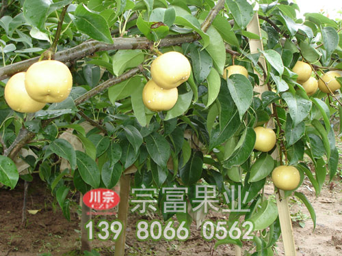圆黄梨苗挂果状