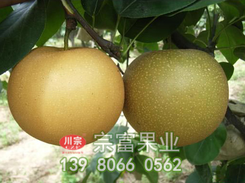 丰水梨 丰水梨