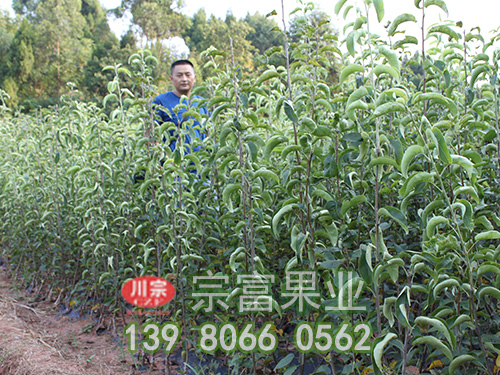 梨树苗
