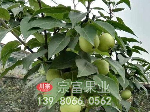 绿宝石梨