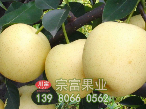 梨树苗病虫害防治要紧抓，蝽蟓为害损失大