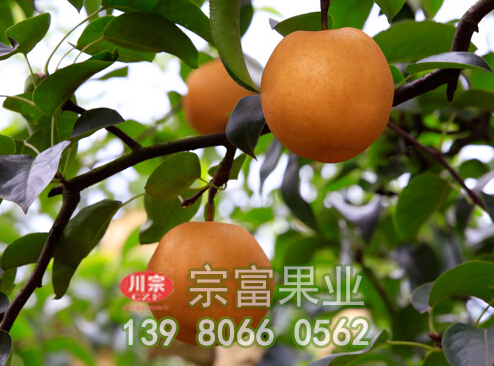 梨树苗冬季病虫害防治