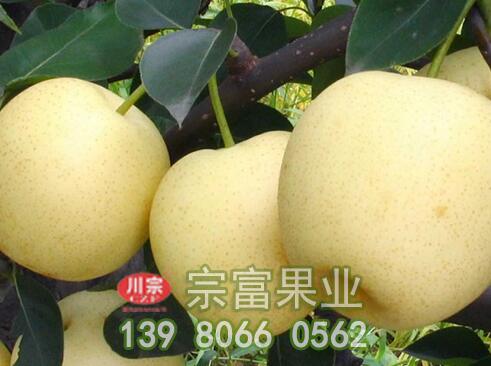 梨树苗缺少营养元素的症状和施肥方法