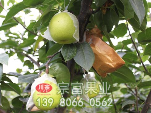 晚秋黄梨树苗四五月份如何进行管理