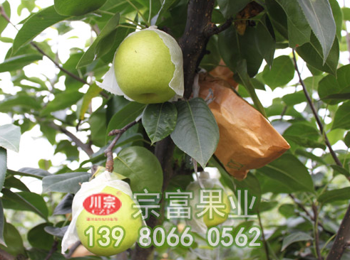 梨树苗辅助授粉与疏花疏果能大大提高产量