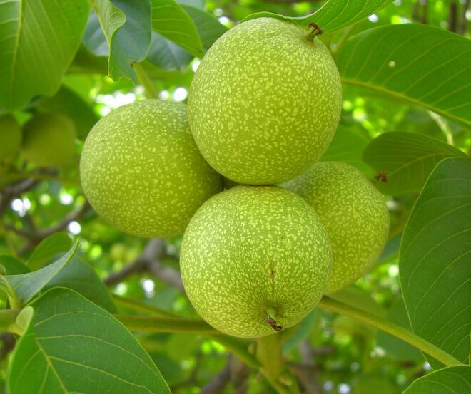 重庆赵先生核桃苗600棵，已发货运，请注意查收